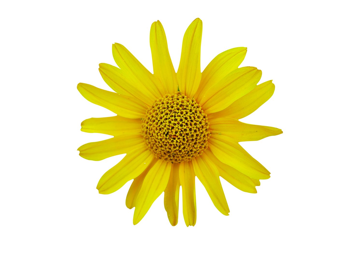 Arnica CO2 (Arnica Montana)