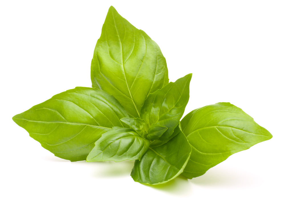 Basil Sweet (Ocimum basilicum)