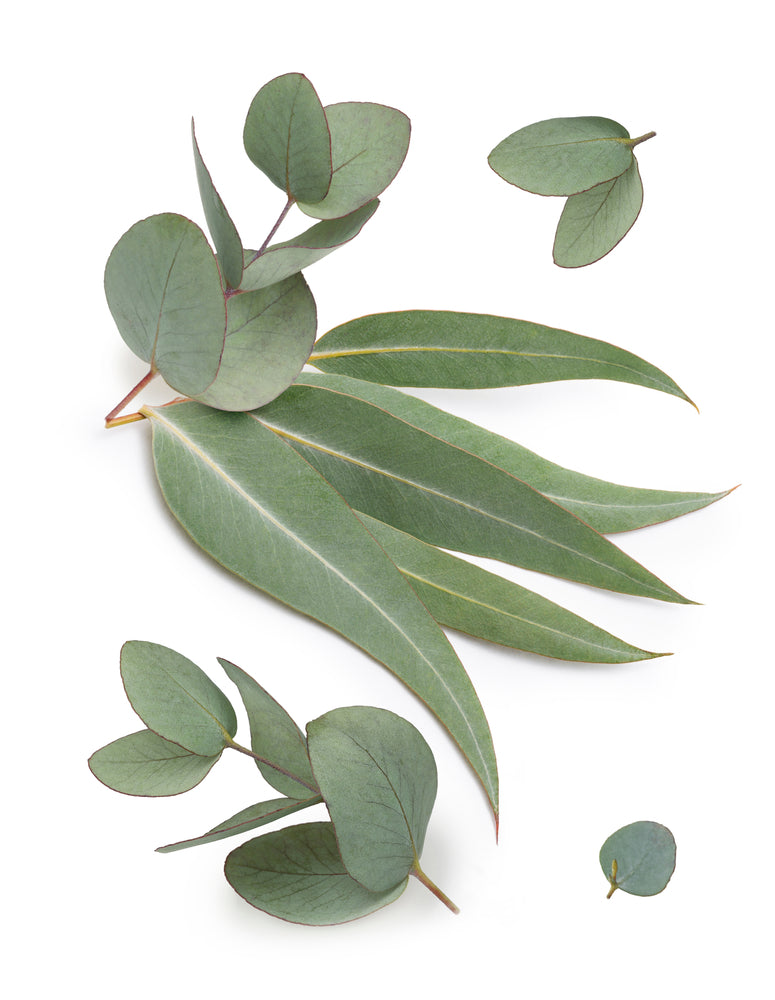 Eucalyptus Radiata (Eucalyptus radiata)