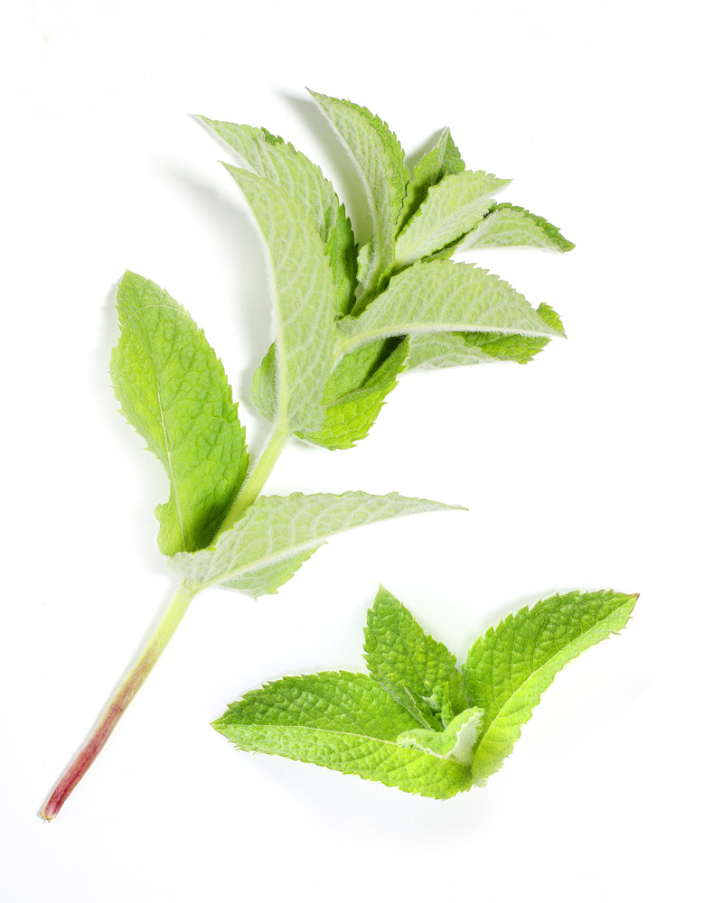 Peppermint (Mentha piperita)