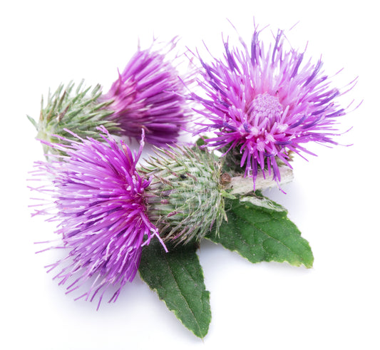 Milk Thistle (Silybum marianum)