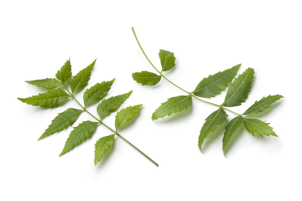 Neem Leaf Powder (Azadirachta indica)