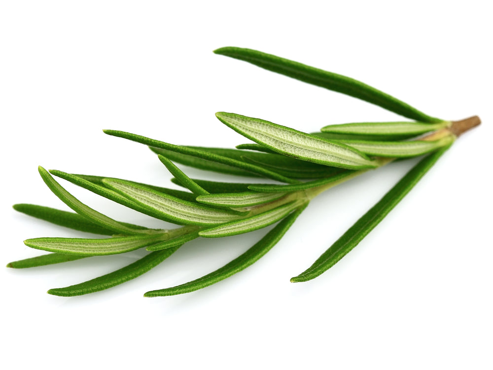 Rosemary (Rosmarinus officinalis)