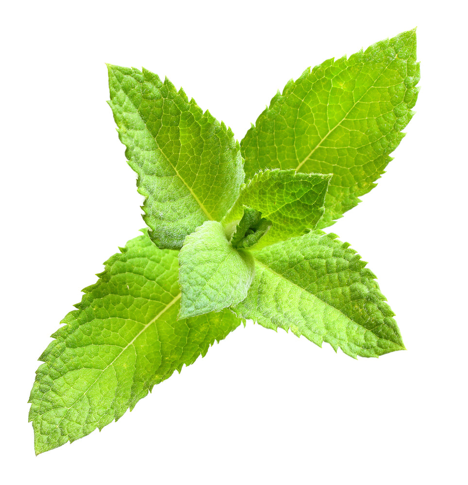 Spearmint (Mentha spicata)