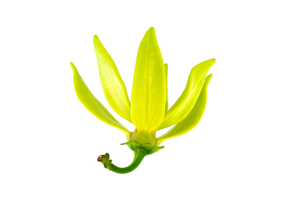 Ylang Ylang 'Complete' (Cananga odorata)