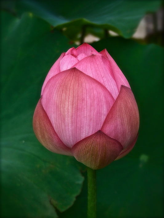 Pink Lotus