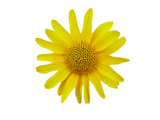 Arnica CO2 (Arnica Montana) Organic