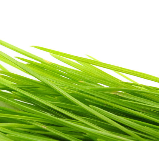 Barley Grass Powder (Hordeum vulgare) Organic