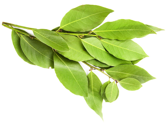 Bay Laurel (Lauris nobilis)