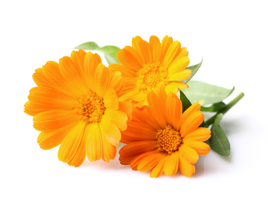 Calendula CO2 (Calendula officinalis)