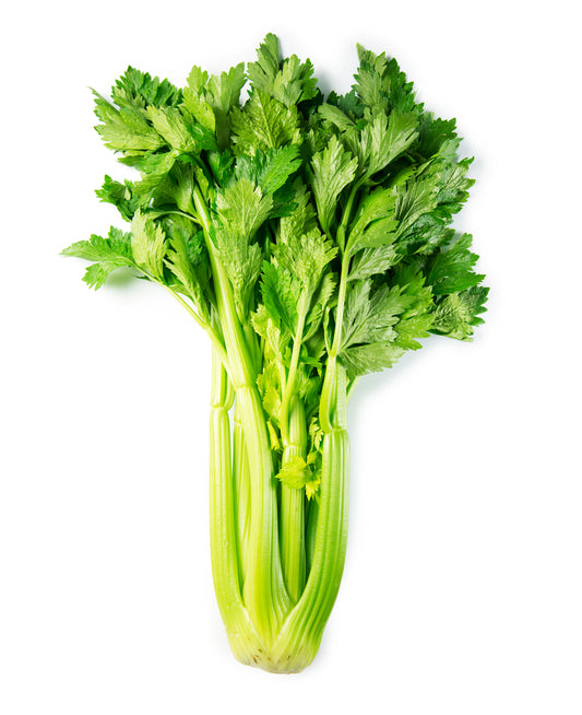 Celery Seed (Apium graveolens)