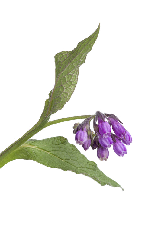 Comfrey Infused Oil (Symphytum officinale) Artisan