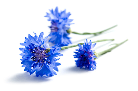 Cornflower Water (Centaurea cyanus) Artisan