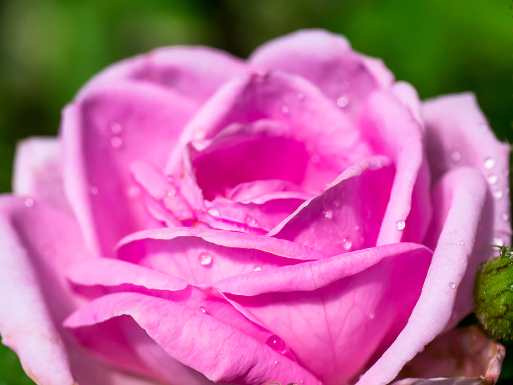 Rose Otto (Rosa damascena)