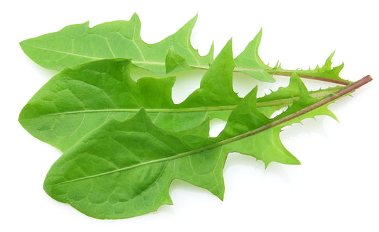 Dandelion Leaf Powder (Taraxacum officinale) Super concentrated