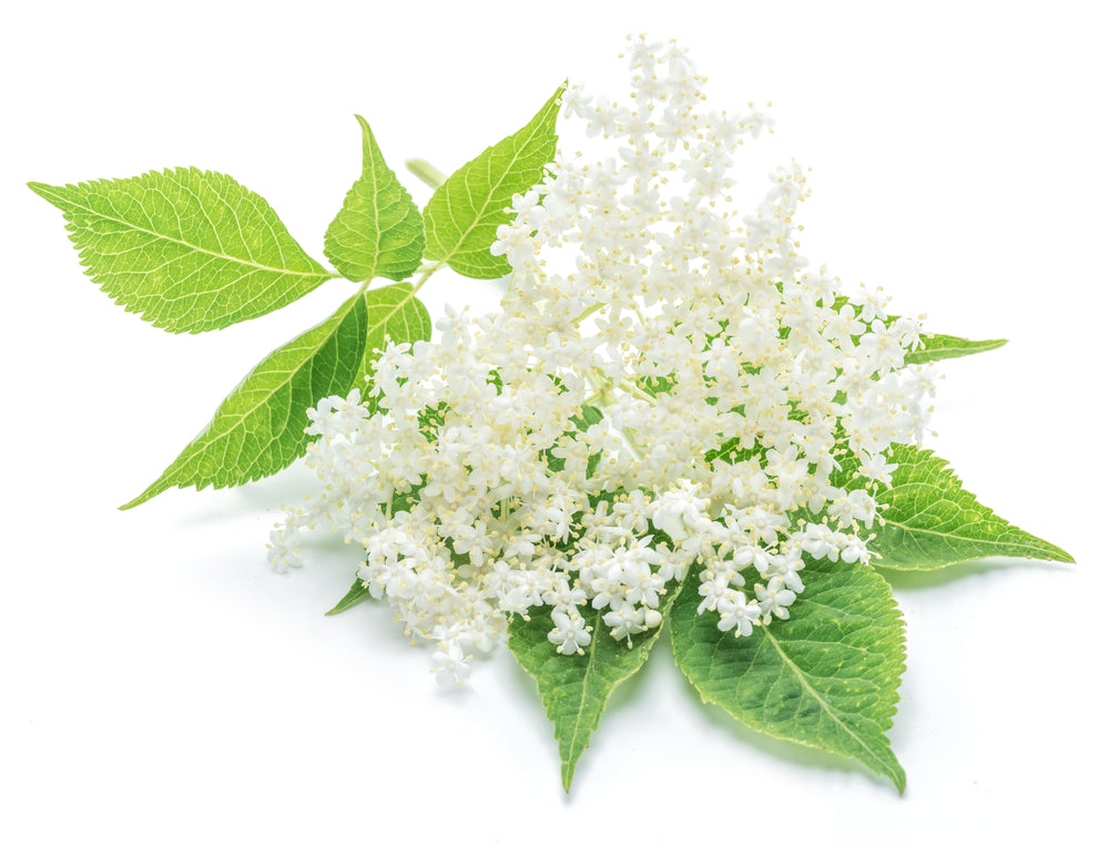 Elderflower CO2 (Sambucus nigra)