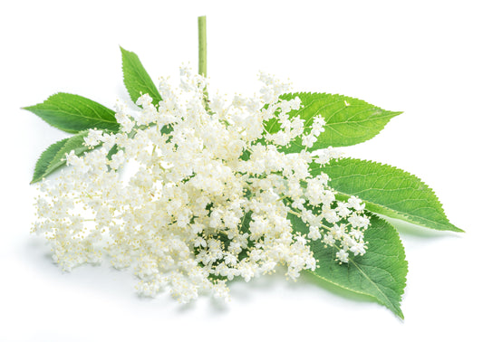 Elderflower Water (Sambuca nigra) Organic