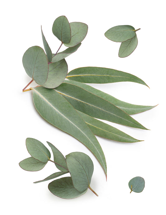 Eucalyptus Radiata (Eucalyptus radiata) Organic