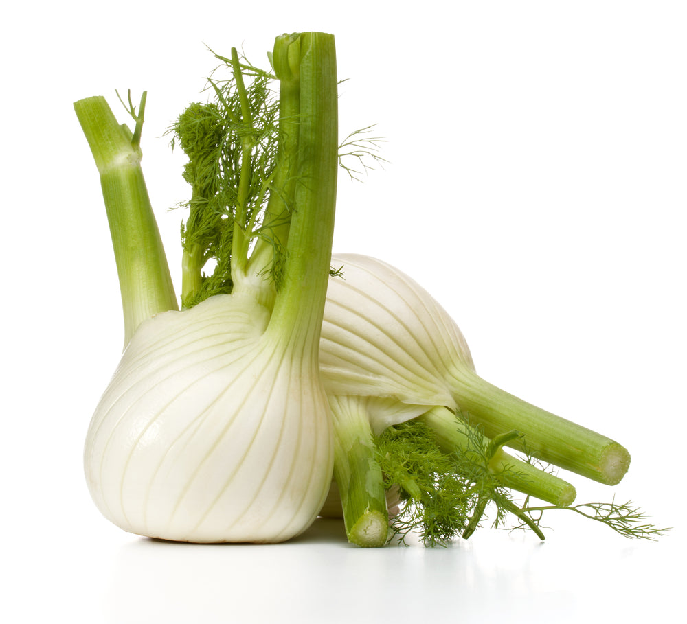 Fennel (Foeniculum vulgare)