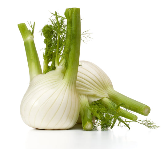 Fennel (Foeniculum vulgare)