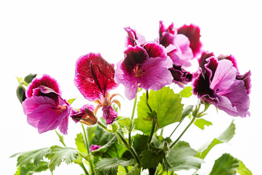 Geranium (Pelargonium graveolens)