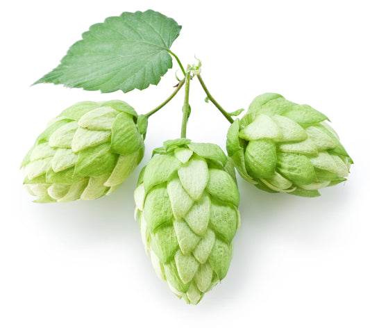 Hops (Humulus lupulus) CO2 Extracts