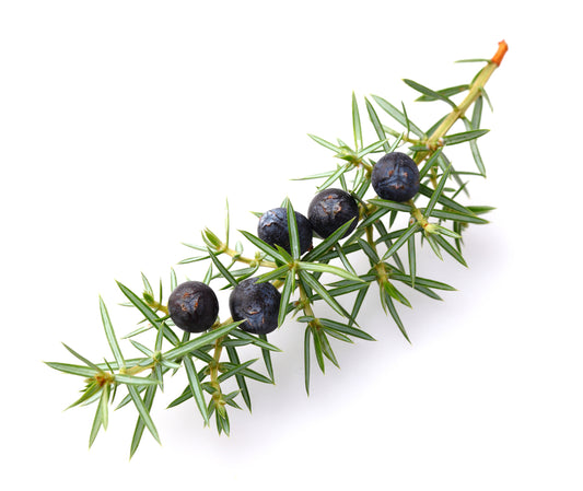 Juniper Berry (Juniperus communis)