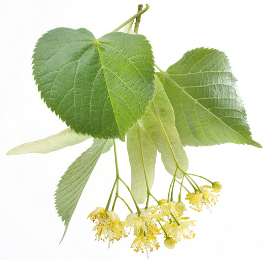 Linden Blossom (Tilia cordata) Absolute