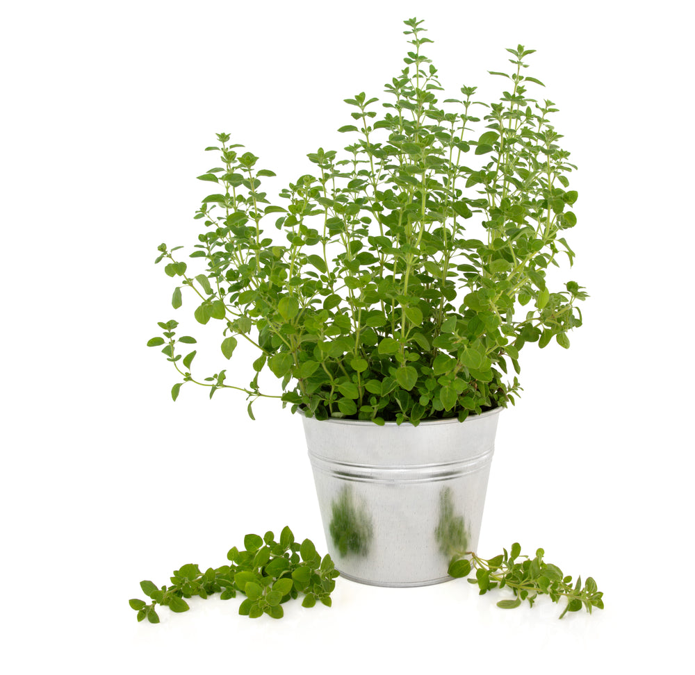 Marjoram Sweet (Origanum majorana)