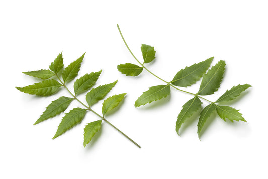 Neem Leaf Powder (Azadirachta indica) Organic