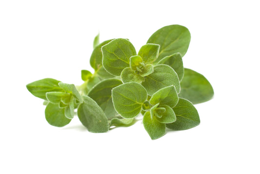 Oregano (Oreganum vulgare)