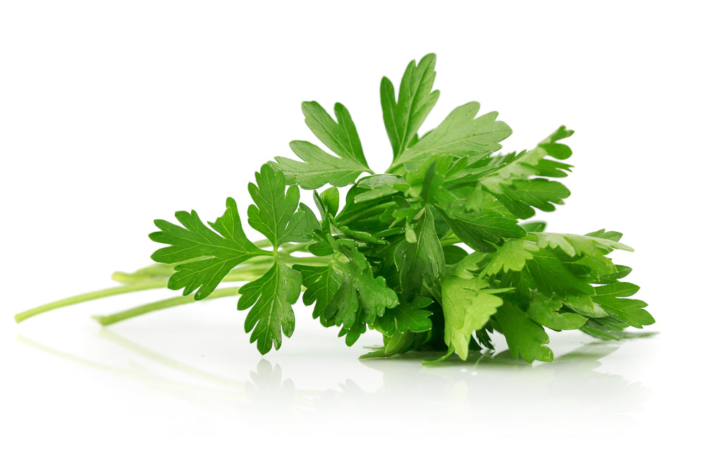 Parsley seed (Petroselinum crispum)