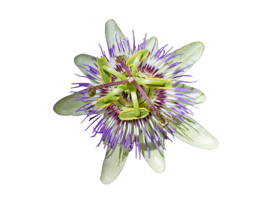Passion Flower Oil (Passiflora edulis)