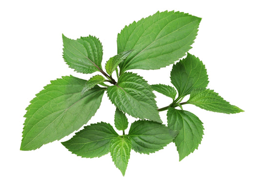 Patchouli (Pogostemon patchouli)