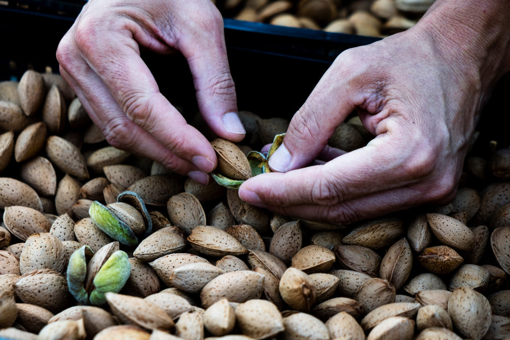 Almond Bitter: FFPA (Prunus amygdalus)