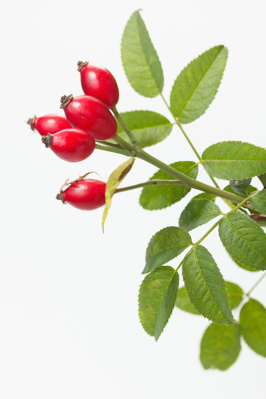 Rose Hip Powder (Rosa canina) Organic - Wild