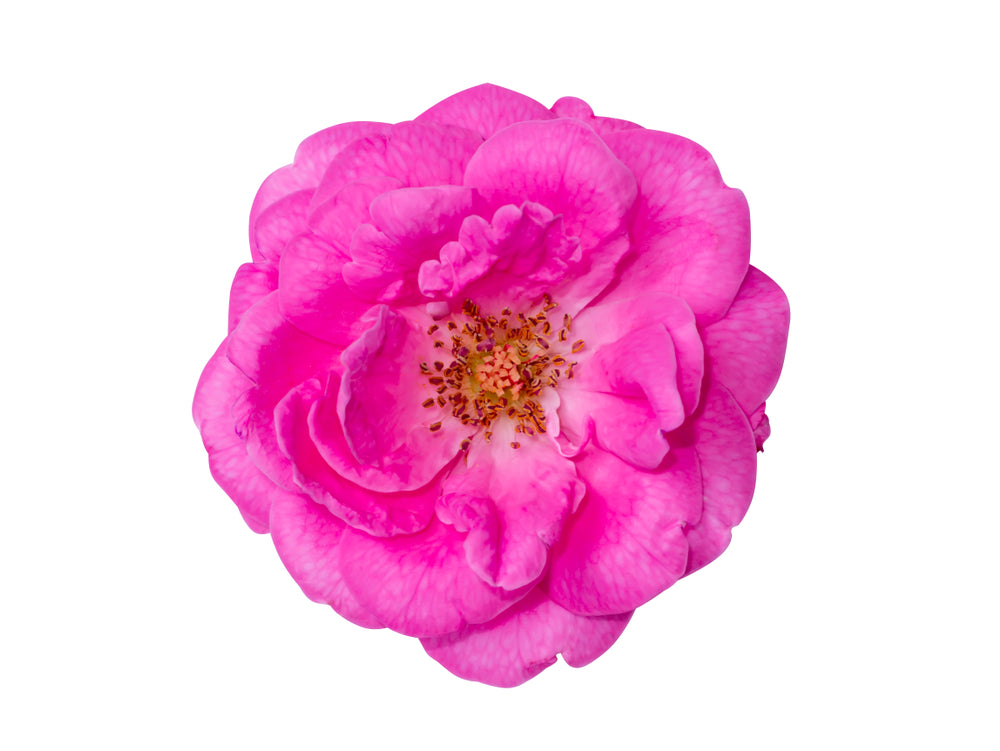 Rose Water (Rosa damascena) Artisan