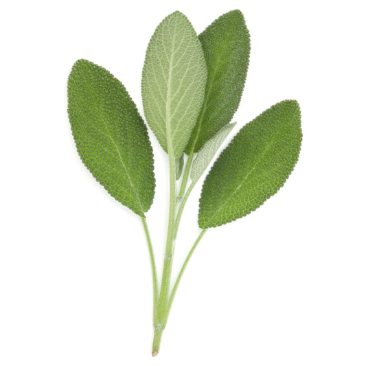 Sage (Salvia officinalis) Artisan
