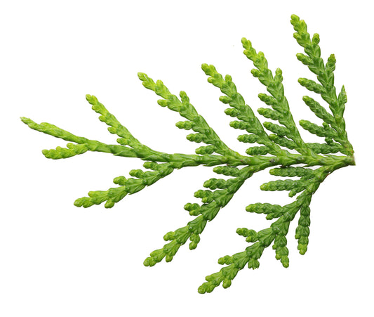 Thuja (Thuja occidentalis)