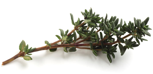 Thyme (Thymus vulgaris, Thymol) Artisan