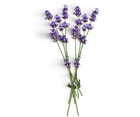 Lavender High Altitude (Lavendula angustifolia) Organic