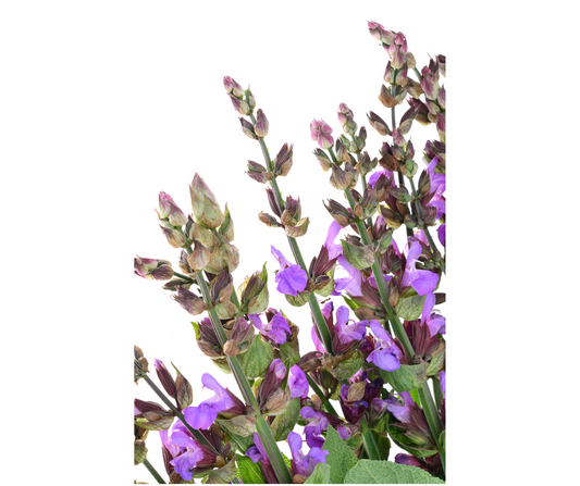 Clary Sage (Salvia sclarea) Organic