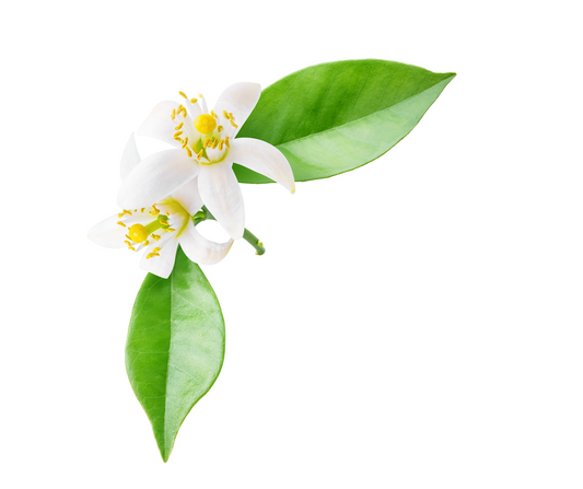 Neroli (Citrus aurantium ssp)