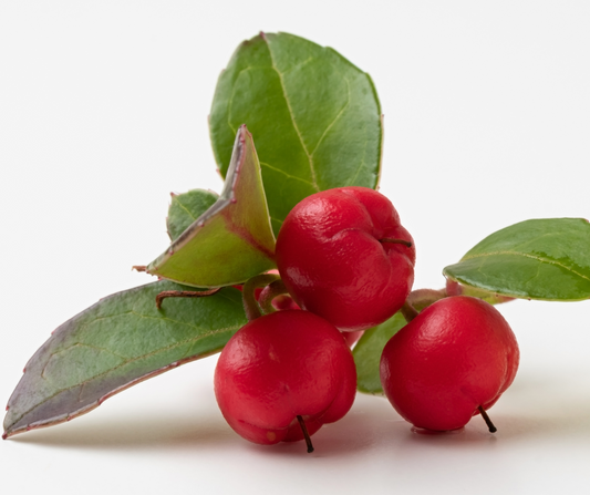 Wintergreen (Gaultheria fragrantissima wall) Artisan