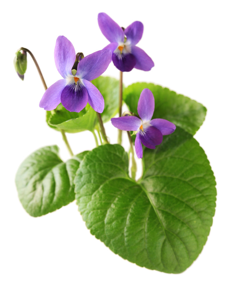 Violet Leaf (3301294100) Absolute