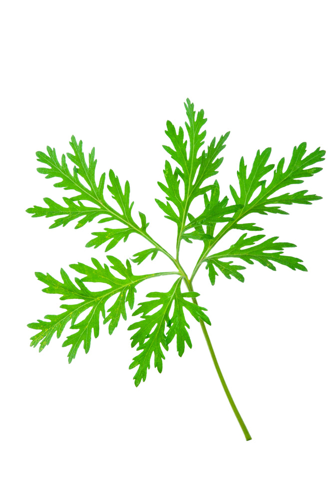 Wormwood Powder (Artemisia annua)