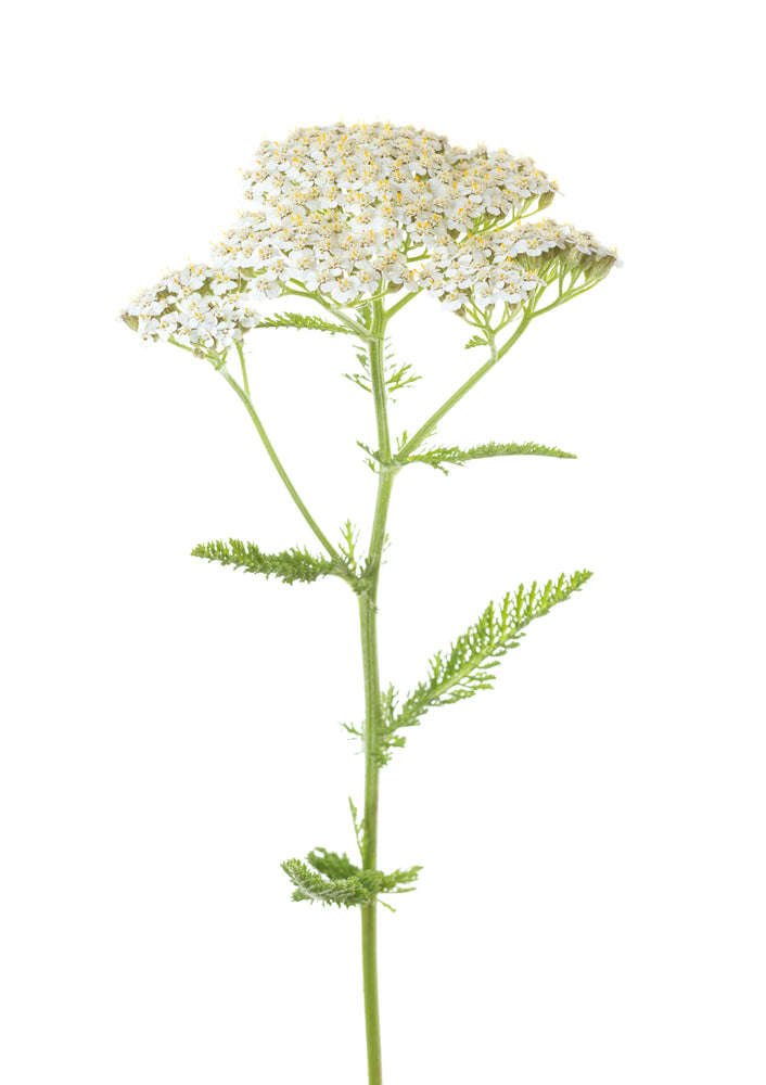 Yarrow (Achillea millefolium) Artisan