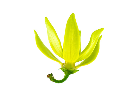 Ylang Ylang 'Complete' (Cananga odorata) Organic