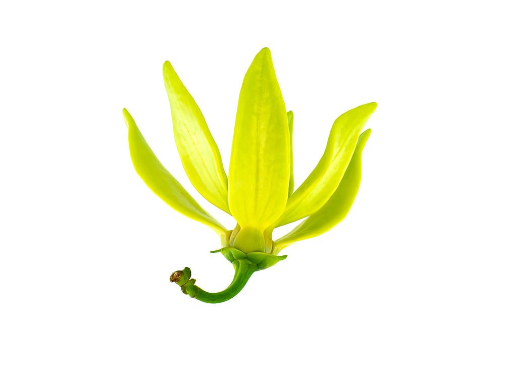 Ylang Ylang 'Complete' (Cananga odorata) Organic